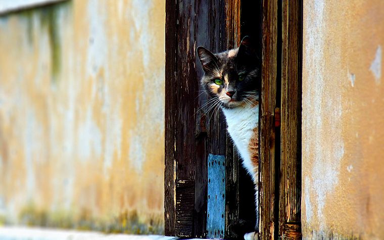 кошки, животные, двери - обои на рабочий стол