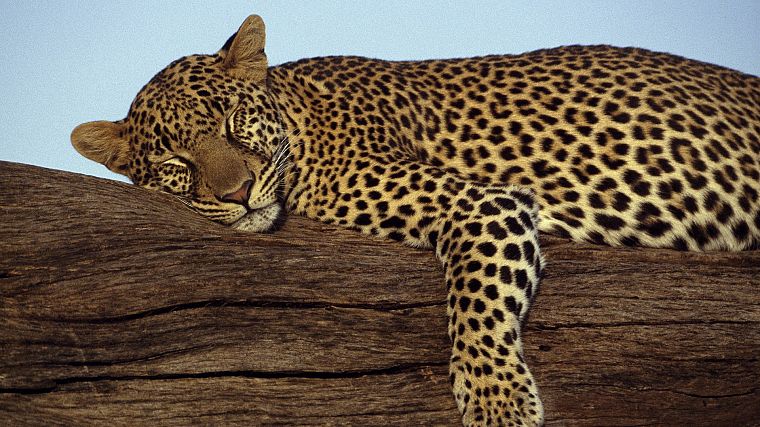 леопарды, Кения, игры - обои на рабочий стол
