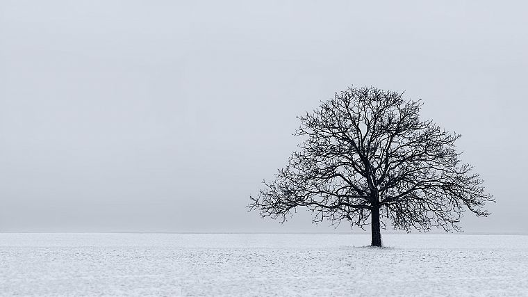природа, снег, деревья, белый - обои на рабочий стол