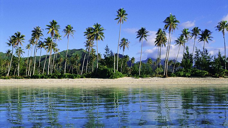 острова, Французская Полинезия, пальмовые деревья - обои на рабочий стол