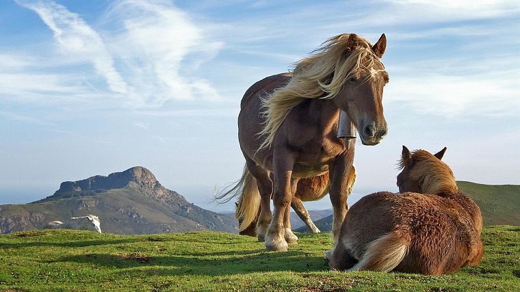 пейзажи, природа, животные, лошади - обои на рабочий стол