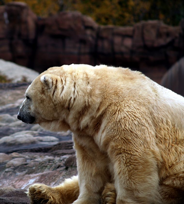 животные, белые медведи - обои на рабочий стол