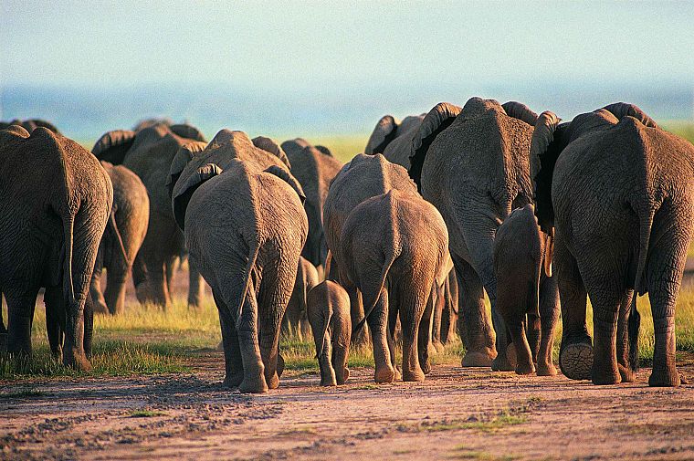 животные, слоны, слоненок, ребенок животных - обои на рабочий стол