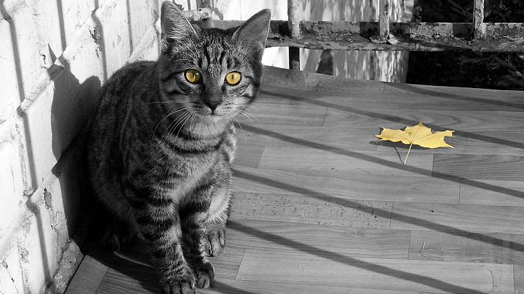 кошки, животные, листья, желтые глаза, выборочная раскраска - обои на рабочий стол