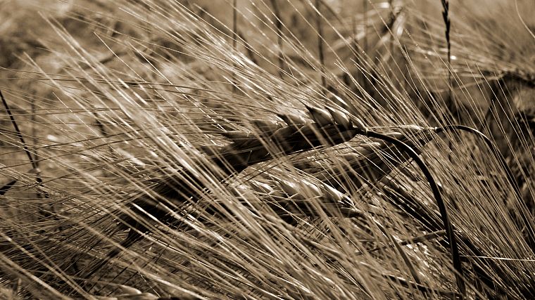 природа, пшеница, Флора - обои на рабочий стол