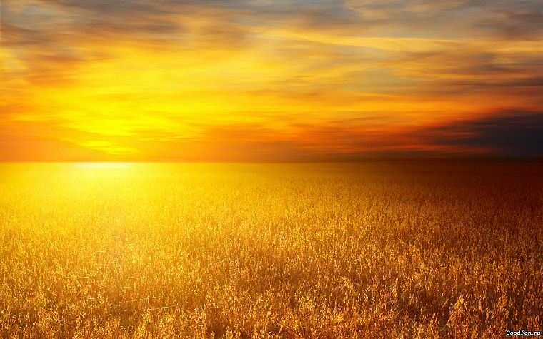 Солнце, пшеница - обои на рабочий стол