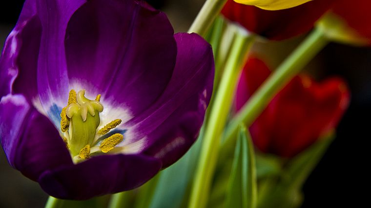 цветы, тюльпаны, пыльца - обои на рабочий стол