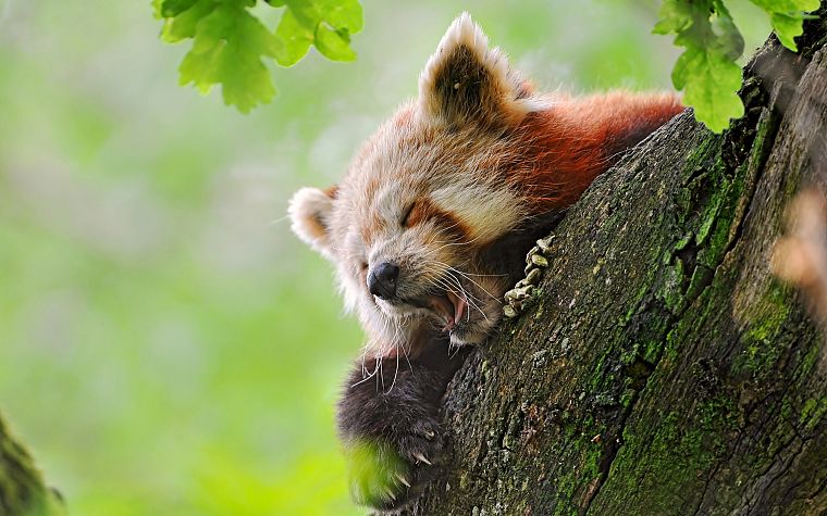 природа, животные, Firefox, красные панды - обои на рабочий стол