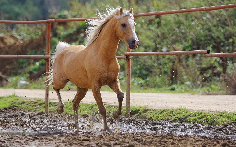 животные, лошади, грязь - обои на рабочий стол