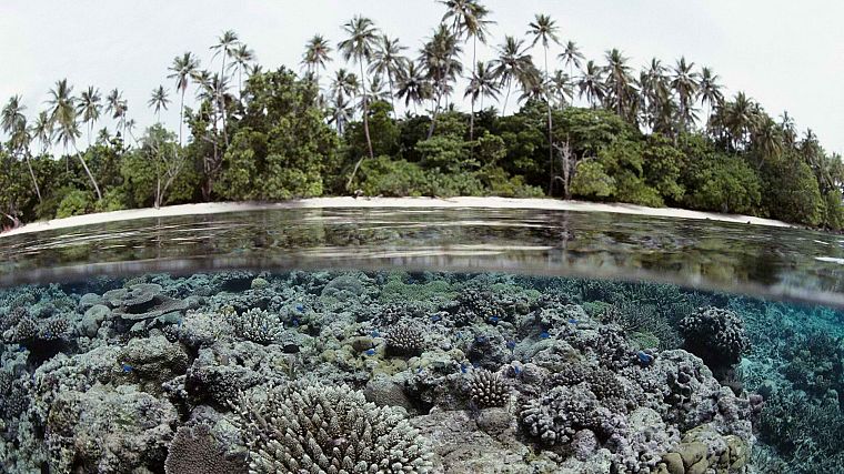 острова, пальмовые деревья, коралловый риф, Соломоновы Острова, сплит- просмотр - обои на рабочий стол