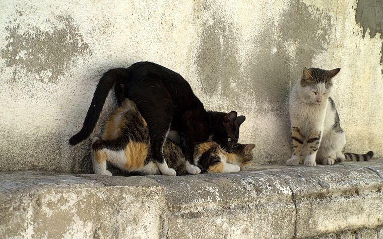 кошки, животные - обои на рабочий стол