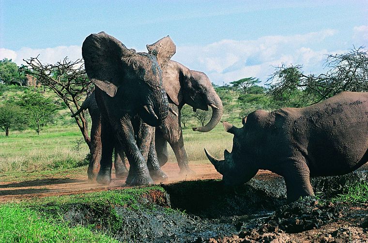 животные, борьба, носорог, слоны - обои на рабочий стол