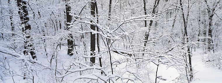 зима, снег, деревья, мультиэкран - обои на рабочий стол