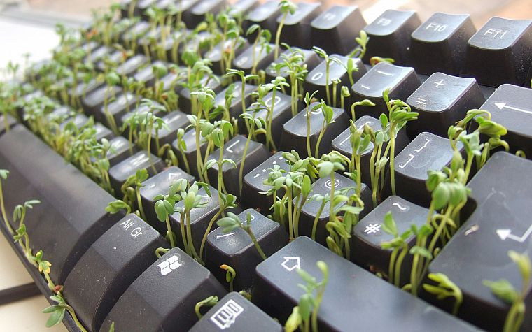 клавишные, растения, кресс-салат - обои на рабочий стол
