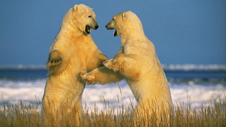 животные, Канада, белые медведи - обои на рабочий стол