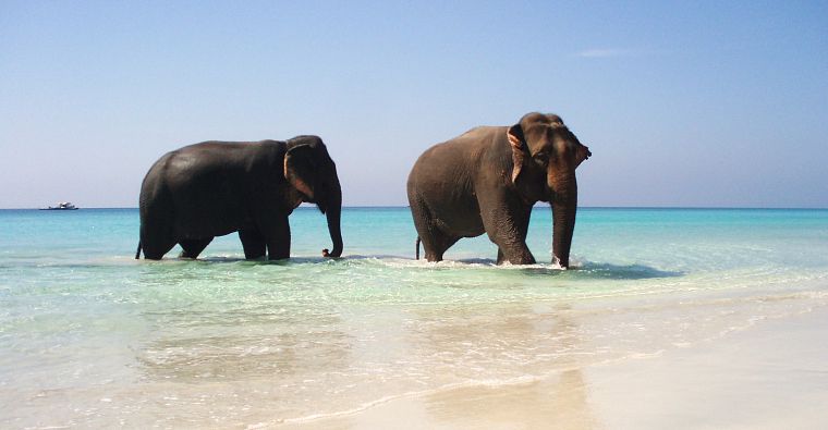 вода, животные, слоны, пляжи - обои на рабочий стол
