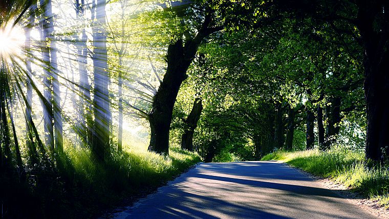 свет, природа, деревья, солнечный свет, дороги - обои на рабочий стол