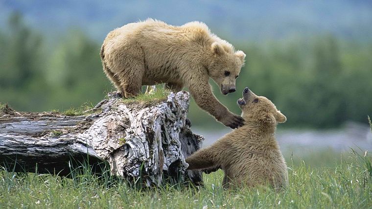 Аляска, медведи гризли, Национальный парк, братья и сестры - обои на рабочий стол