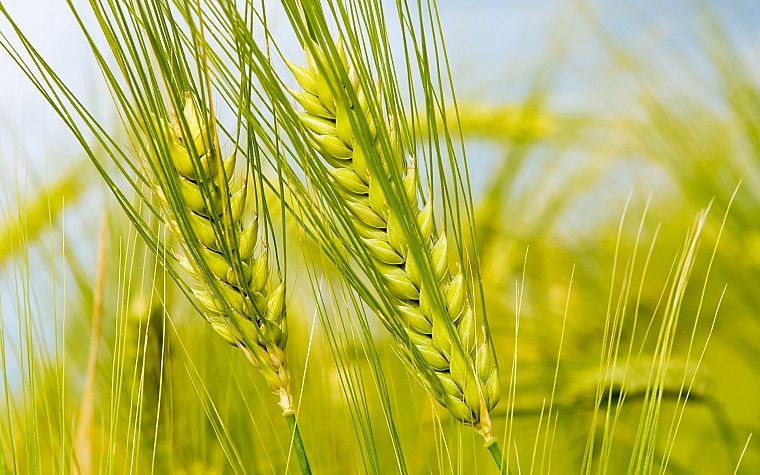 зеленый, природа, поля, лето, пшеница - обои на рабочий стол