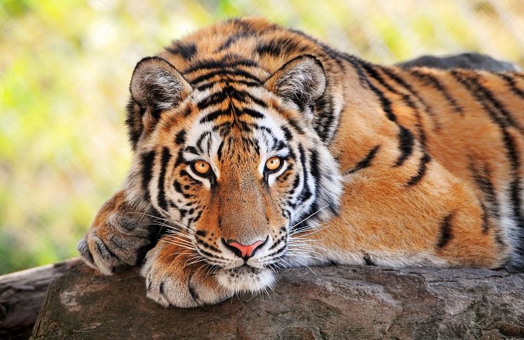 животные, тигры - обои на рабочий стол