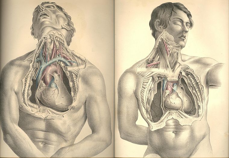 анатомия - обои на рабочий стол