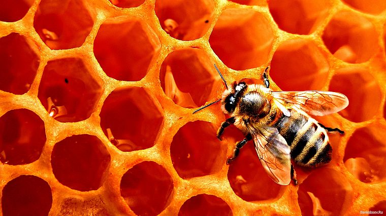 насекомые, соты, пчелы - обои на рабочий стол