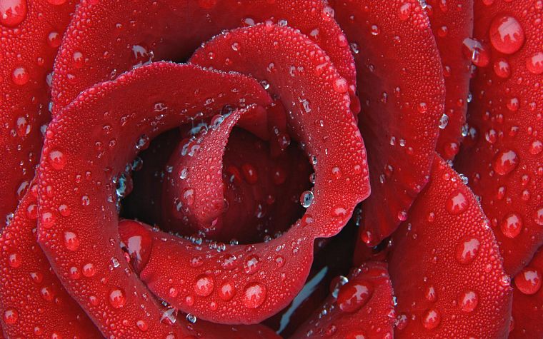 красный цвет, капли воды, розы - обои на рабочий стол