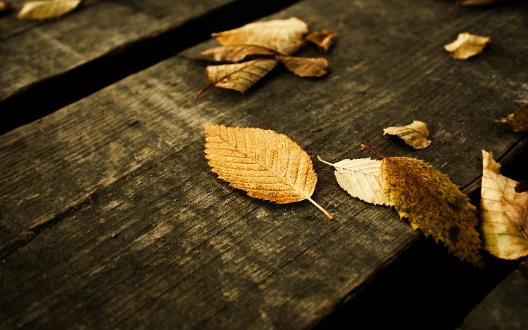 листья, деревянные панели, деревянный пол, опавшие листья - обои на рабочий стол