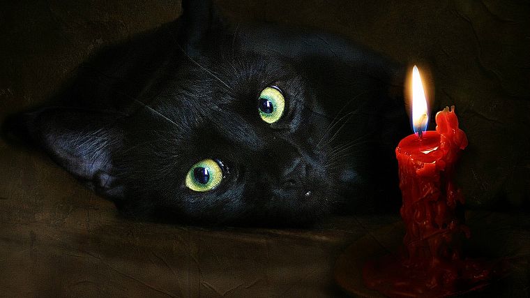 кошки, живописный, свечи - обои на рабочий стол