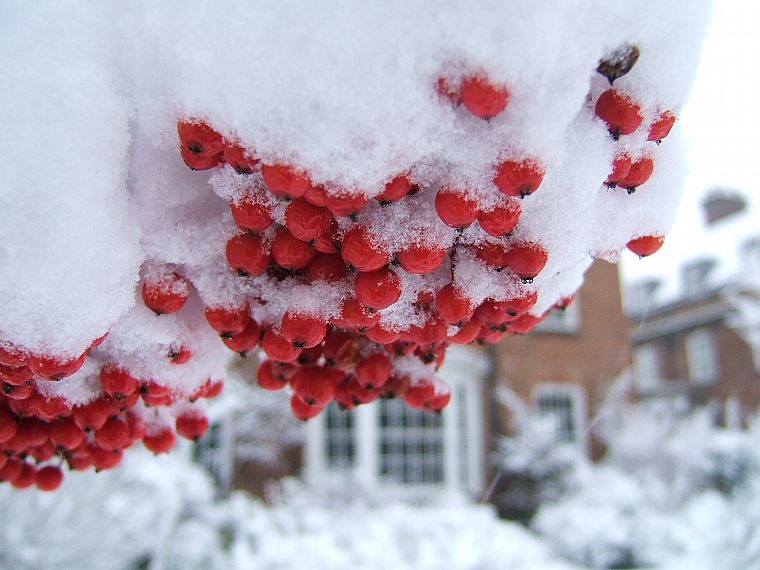природа, снег, деревья, фрукты, ягоды - обои на рабочий стол