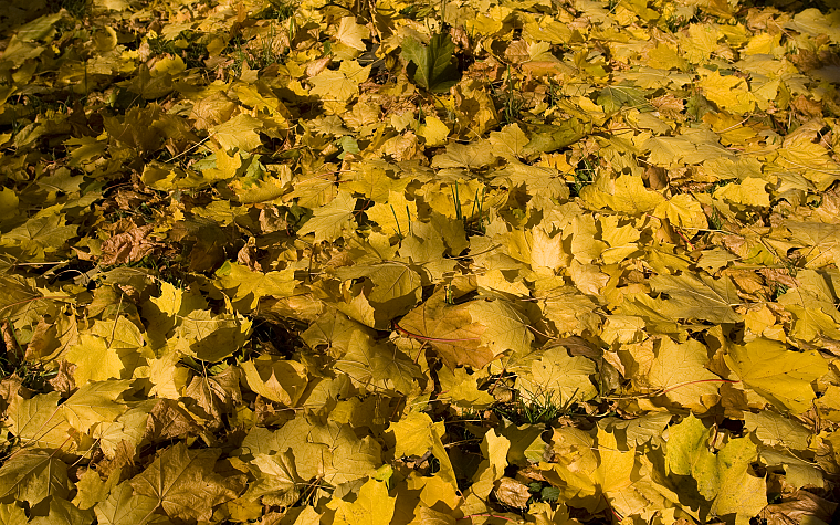 желтый цвет, листья, опавшие листья - обои на рабочий стол