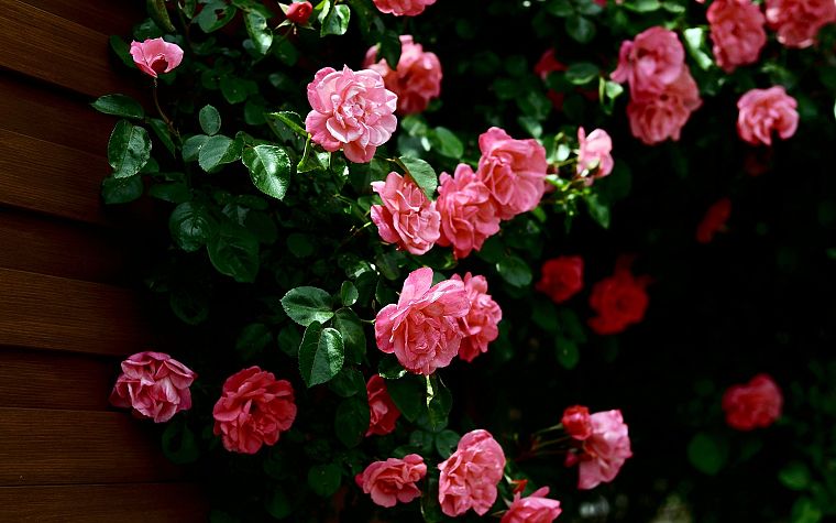 природа, цветы, розы, розовые розы - обои на рабочий стол