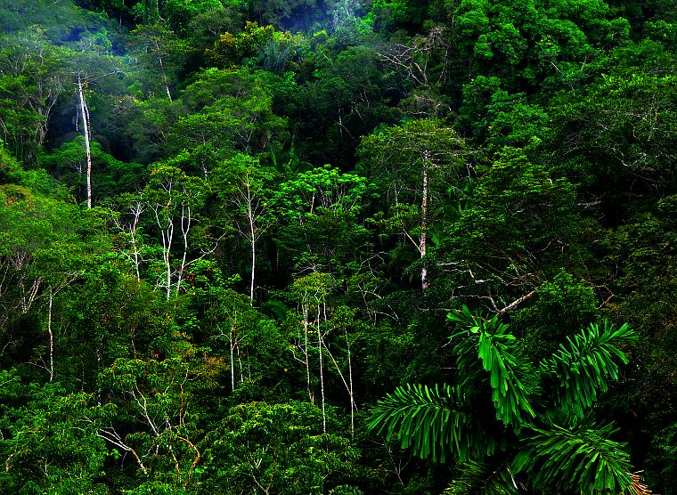 природа, деревья, джунгли, леса - обои на рабочий стол