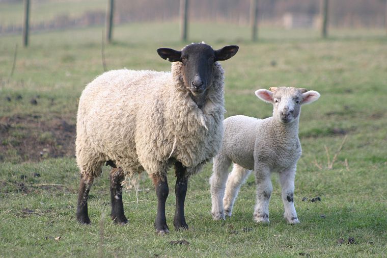 овца - обои на рабочий стол