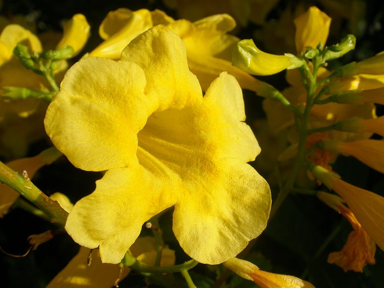цветы, желтые цветы - обои на рабочий стол