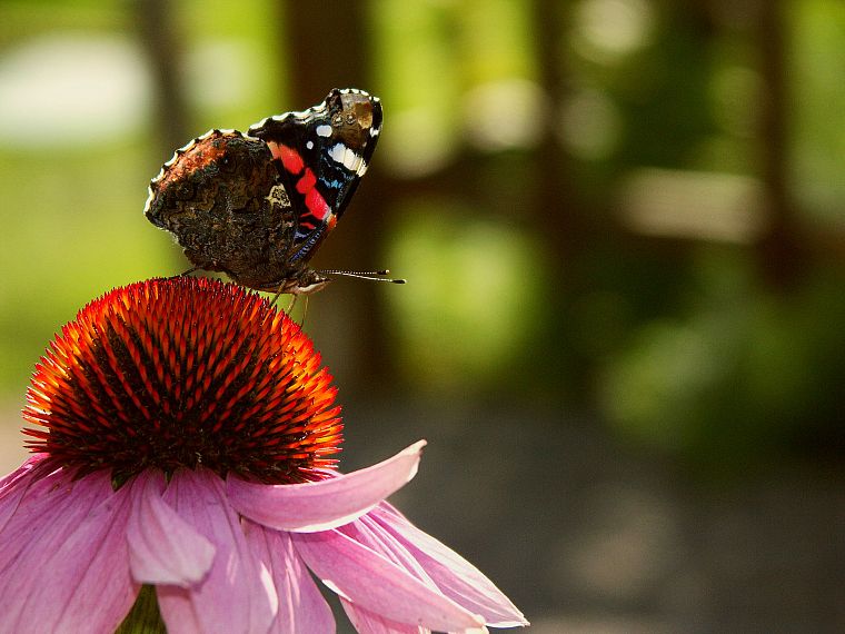 природа, цветы, насекомые, бабочки - обои на рабочий стол