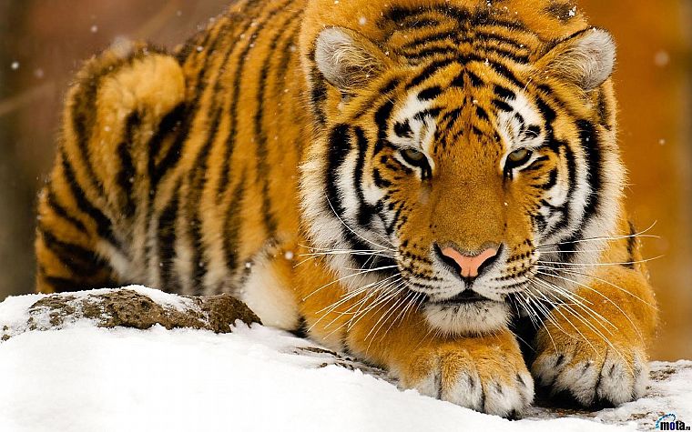 снег, животные, тигры, Сибирский тигр - обои на рабочий стол
