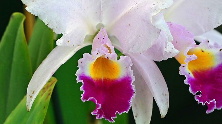орхидеи - обои на рабочий стол