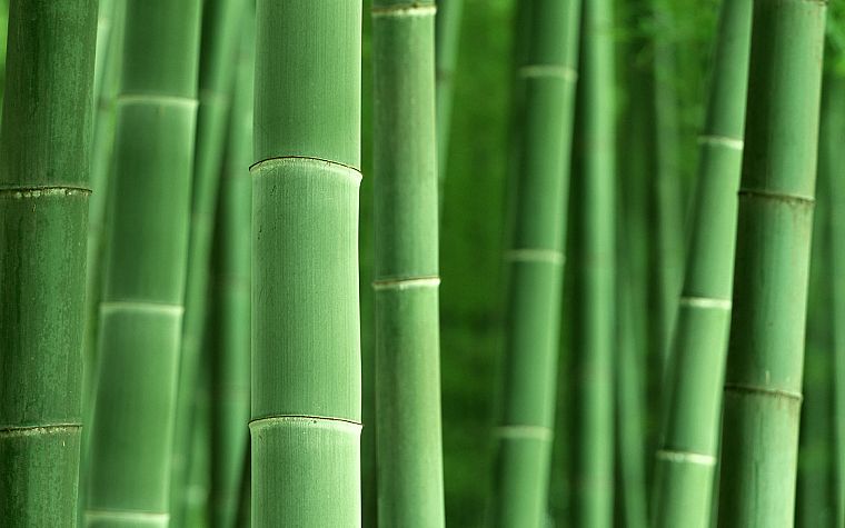 бамбук, растения - обои на рабочий стол