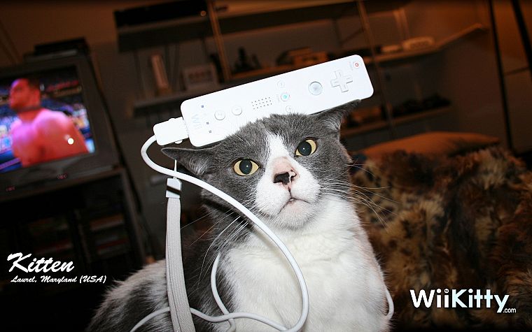 кошки, смешное, Nintendo Wii, домашние питомцы - обои на рабочий стол
