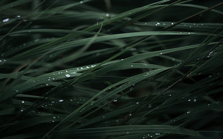 зеленый, крупный план, трава, капли дождя - обои на рабочий стол