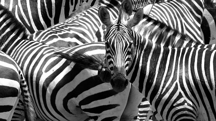животные, зебры - обои на рабочий стол