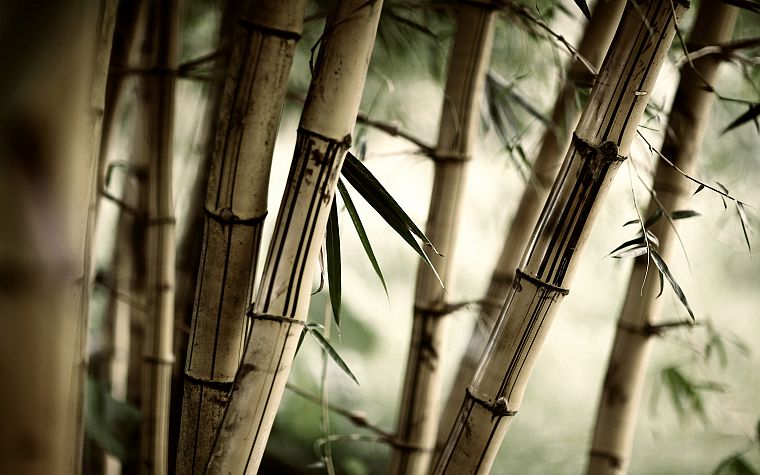 природа, леса, листья, бамбук, растения - обои на рабочий стол