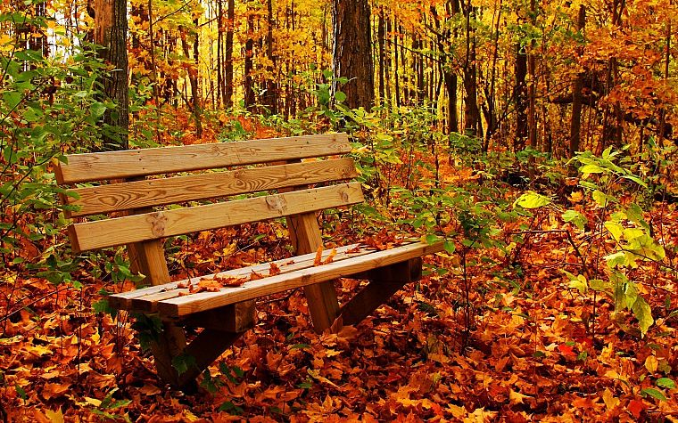 природа, осень - обои на рабочий стол