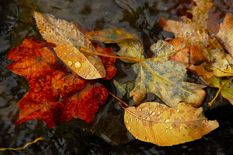 осень, листья, пруды, реки - обои на рабочий стол