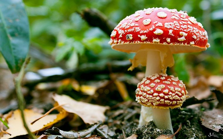 грибы, грибок, Мухомор грибы - обои на рабочий стол