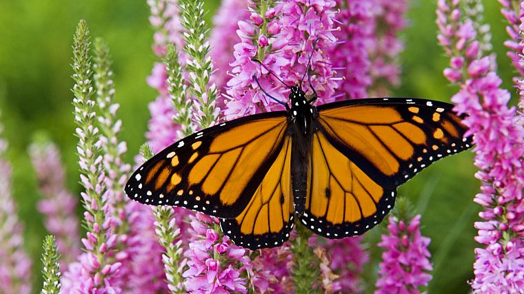 Канада, растения, монарх, бабочки - обои на рабочий стол