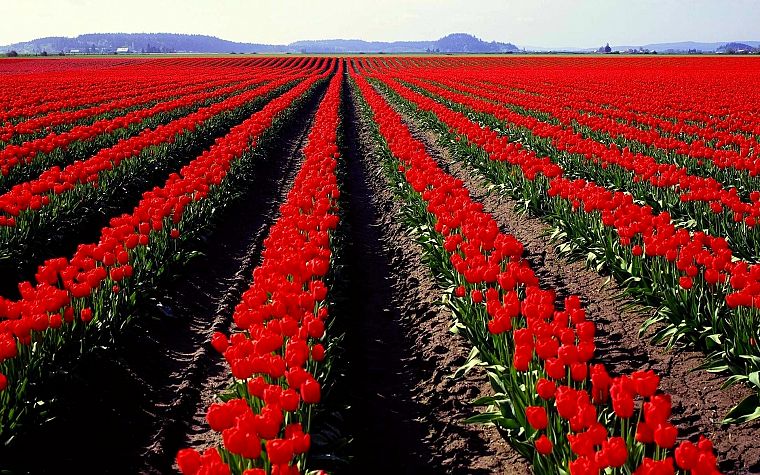 природа, цветы, поля, весна, тюльпаны, красные цветы - обои на рабочий стол