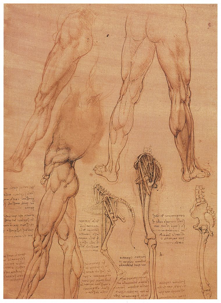 анатомия, Леонардо да Винчи - обои на рабочий стол