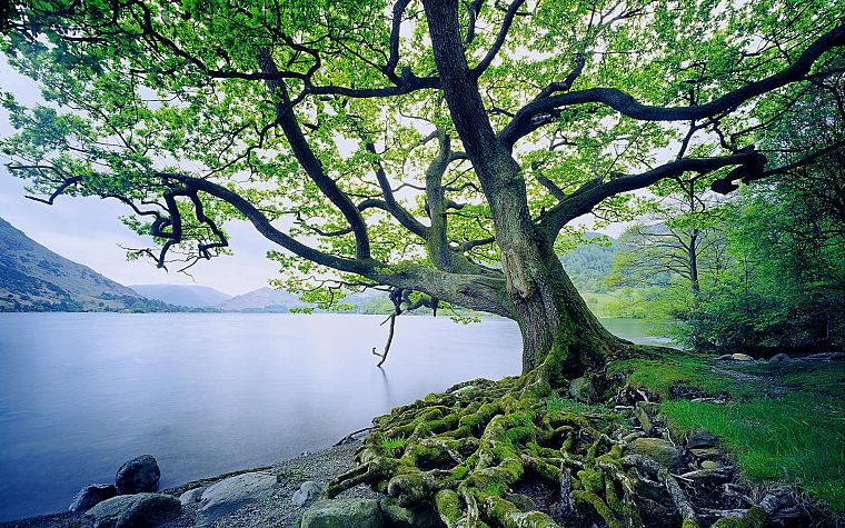 пейзажи, природа, деревья, старый, Великобритания, озера - обои на рабочий стол